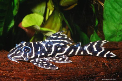 L129 Colombian Zebra Pleco | KingsOfTheAquarium