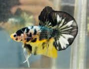 Thumbnail: HMPK Yellow Copper Betta