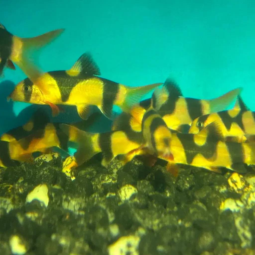 XY Bar Clown Loach (New Strain)