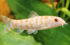 www.kingsoftheaquarium.com.au