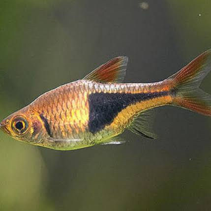 Thumbnail: Harlequin Rasbora