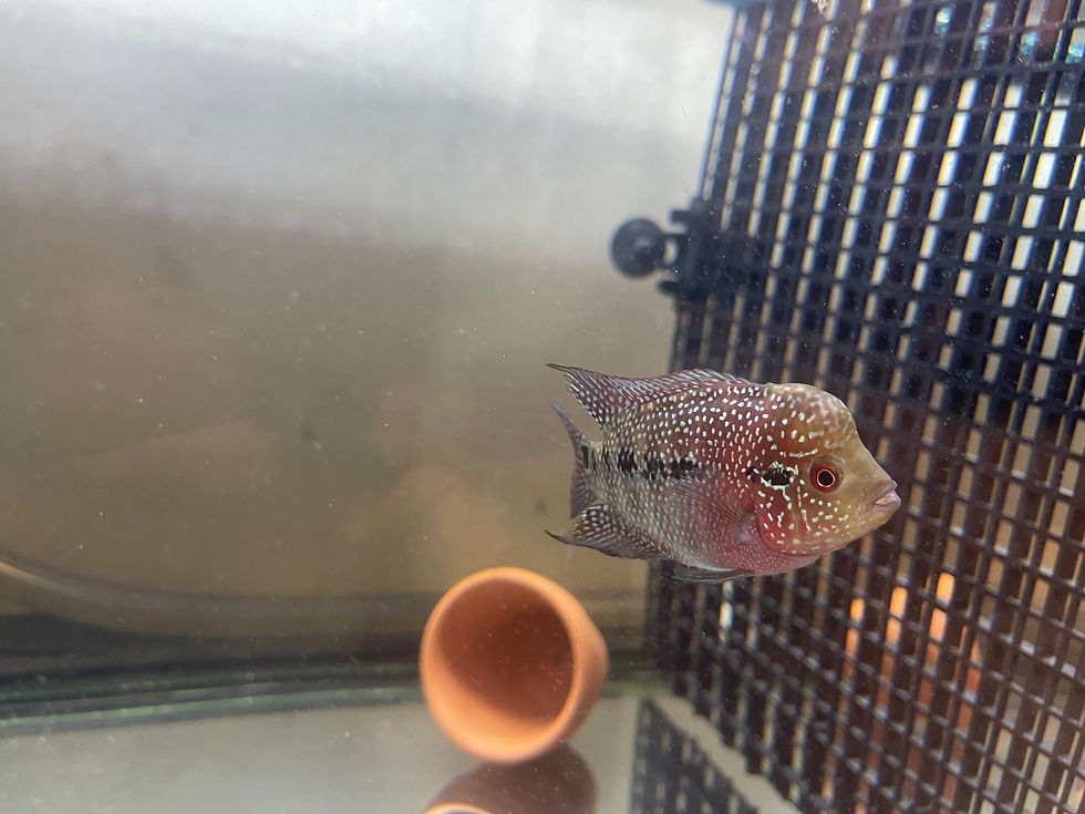 Thumbnail: Flowerhorn (40Deg ZZ x Golden Base Fatboy) 