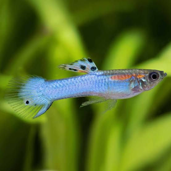Thumbnail: Japan Blue Endler