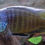 Thumbnail: Yellow Fin Mloto (Otopharynx Tetraspilus)