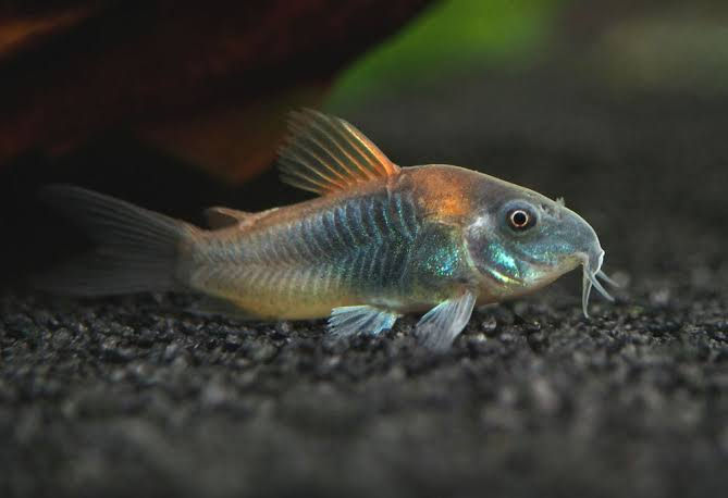 Thumbnail: Orange Venezuelan Corydoras