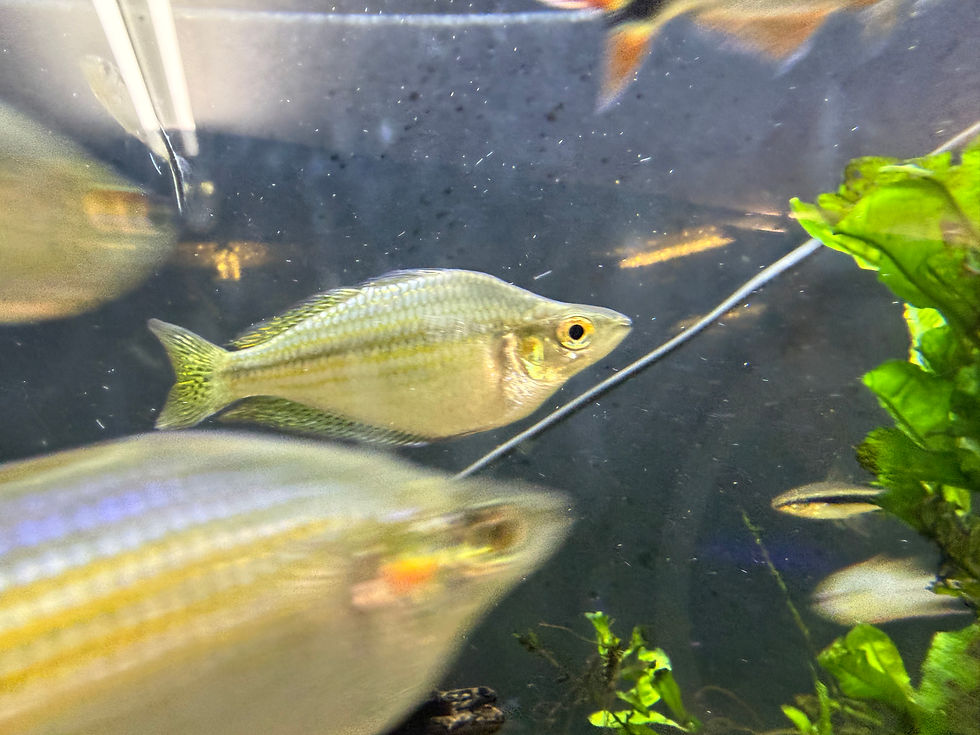 Thumbnail: Checkered Rainbowfish (Splendida Inornata)