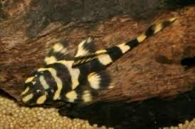 L052 Atabapo Butterfly Pleco | KingsOfTheAquarium