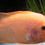 Thumbnail: Red Devil Cichlid 