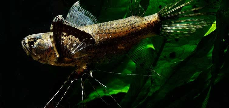 Thumbnail: African Butterfly Fish