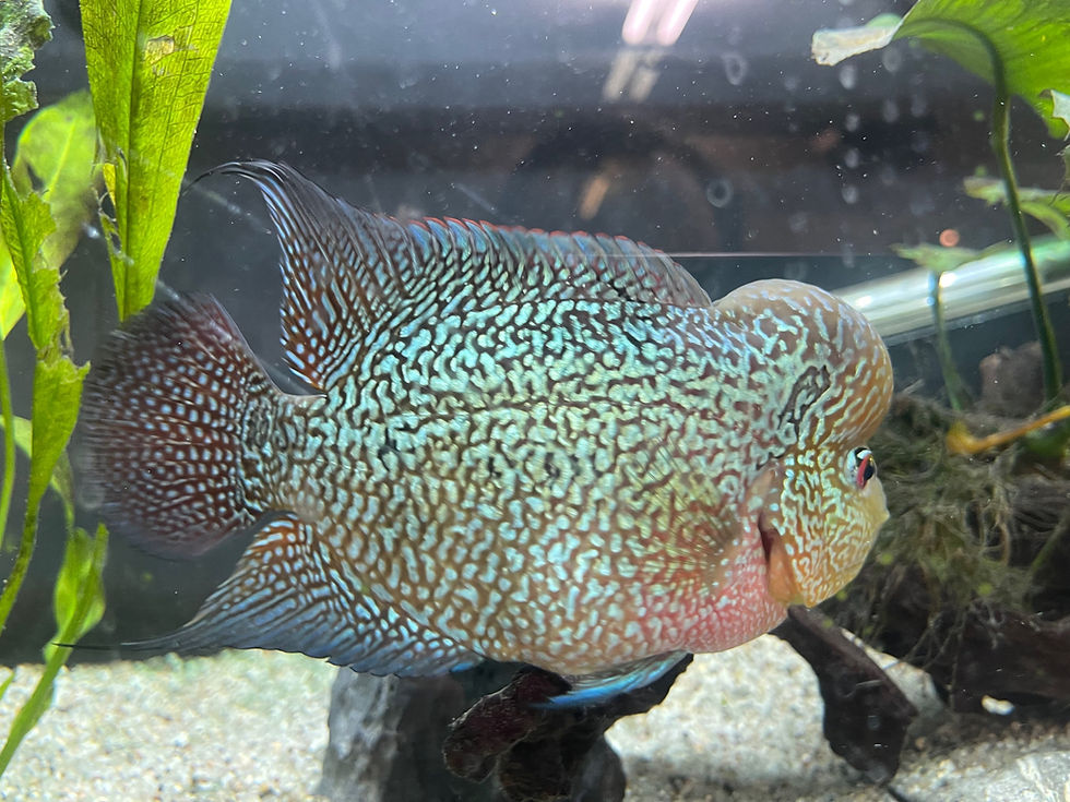 Thumbnail: Flowerhorn (40Deg ZZ x Golden Base Fatboy)