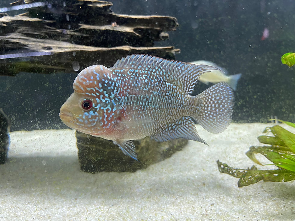 Thumbnail: Flowerhorn Red Dragon (Draconis)