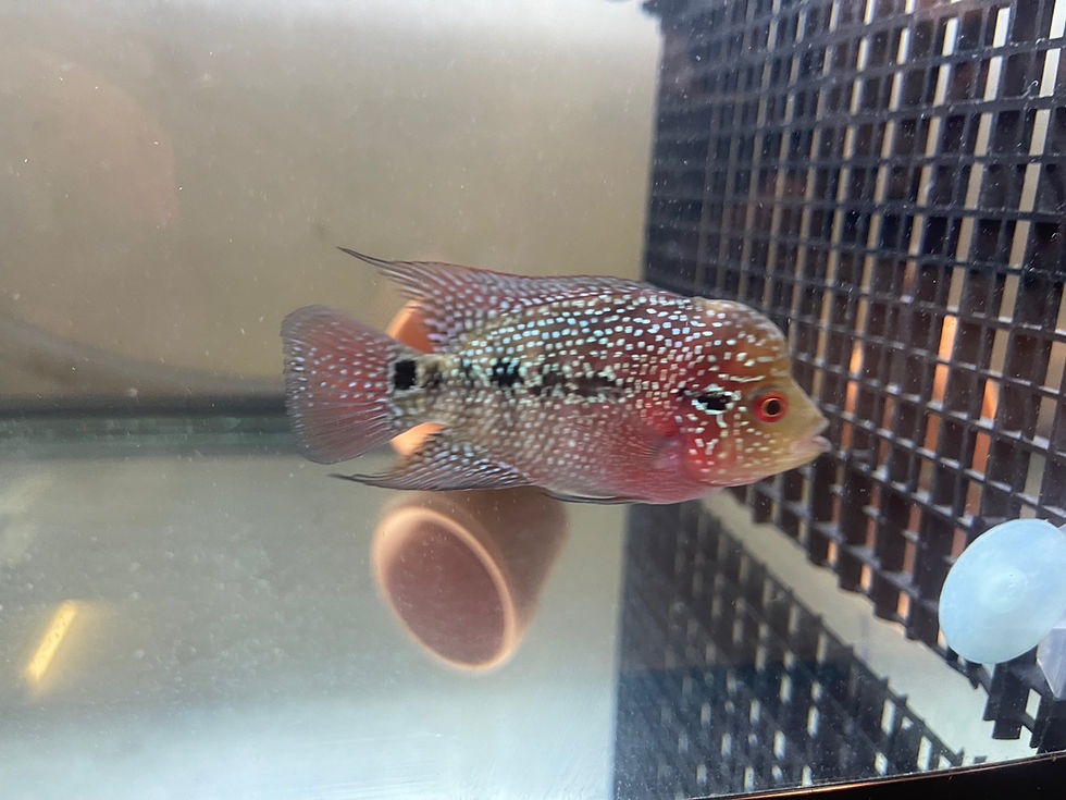 Thumbnail: Flowerhorn (40Deg ZZ x Golden Base Fatboy) 