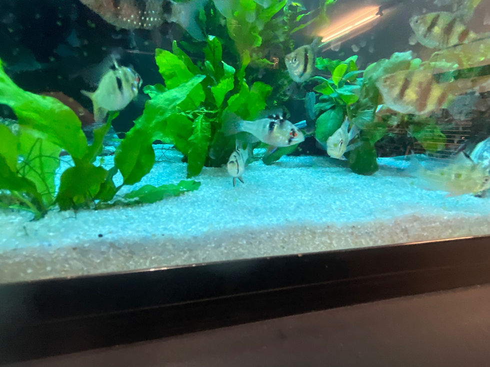 Thumbnail: German Blue Rams (Breed by KOTA)