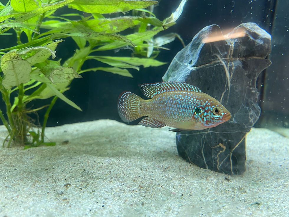 Thumbnail: Red Forest Jewels (Bred By KOTA)