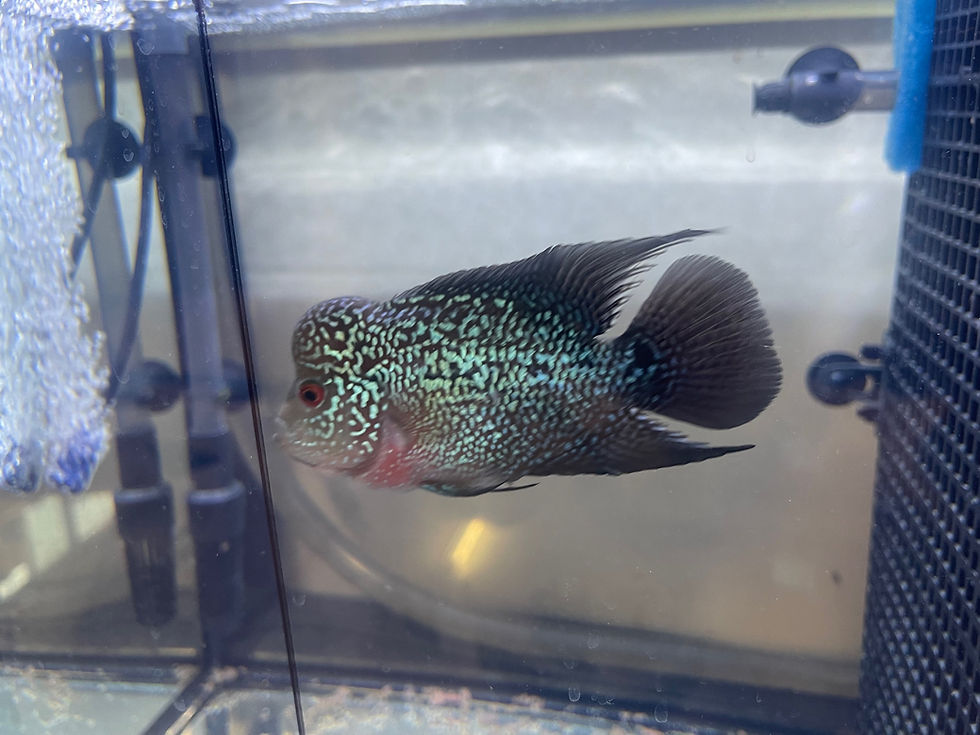 Thumbnail: Flowerhorn (KZZ x Golden Base Fatboy