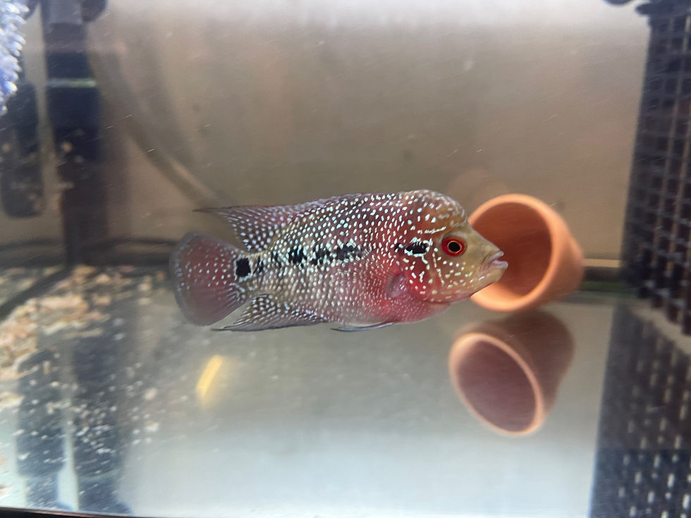 Thumbnail: Flowerhorn (40Deg ZZ x Golden Base Fatboy) 