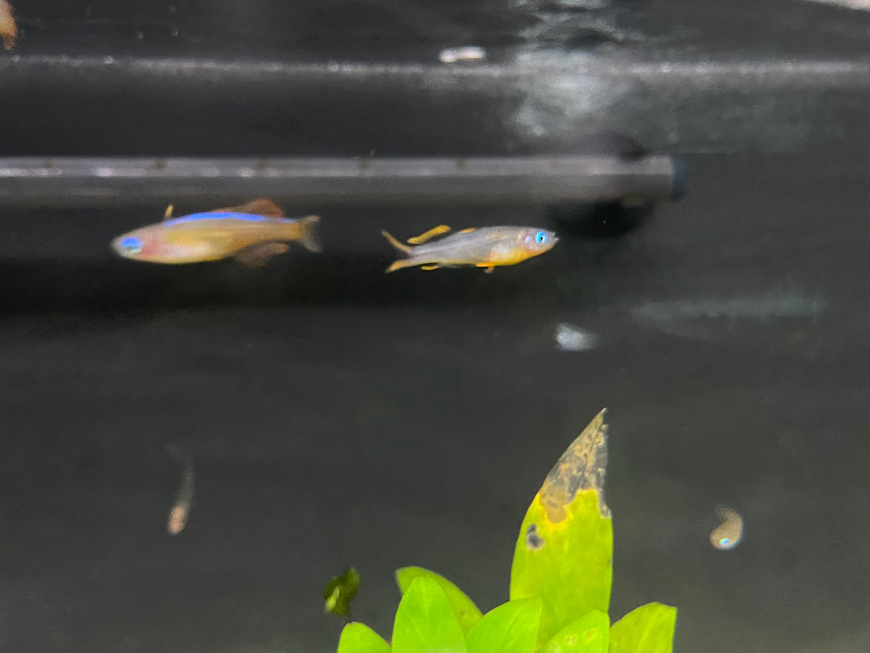 Thumbnail: Forktail Blue Eye (Pseudomugil Furcatus)