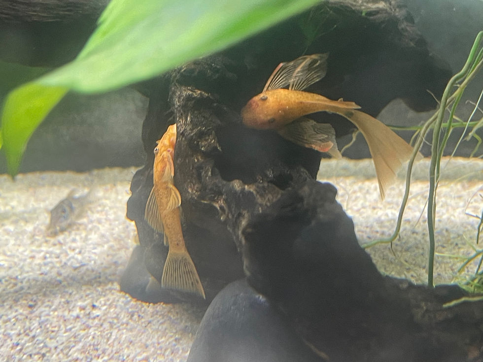 Thumbnail: Longfin Super Red Bristlenose (Breed By KOTA)