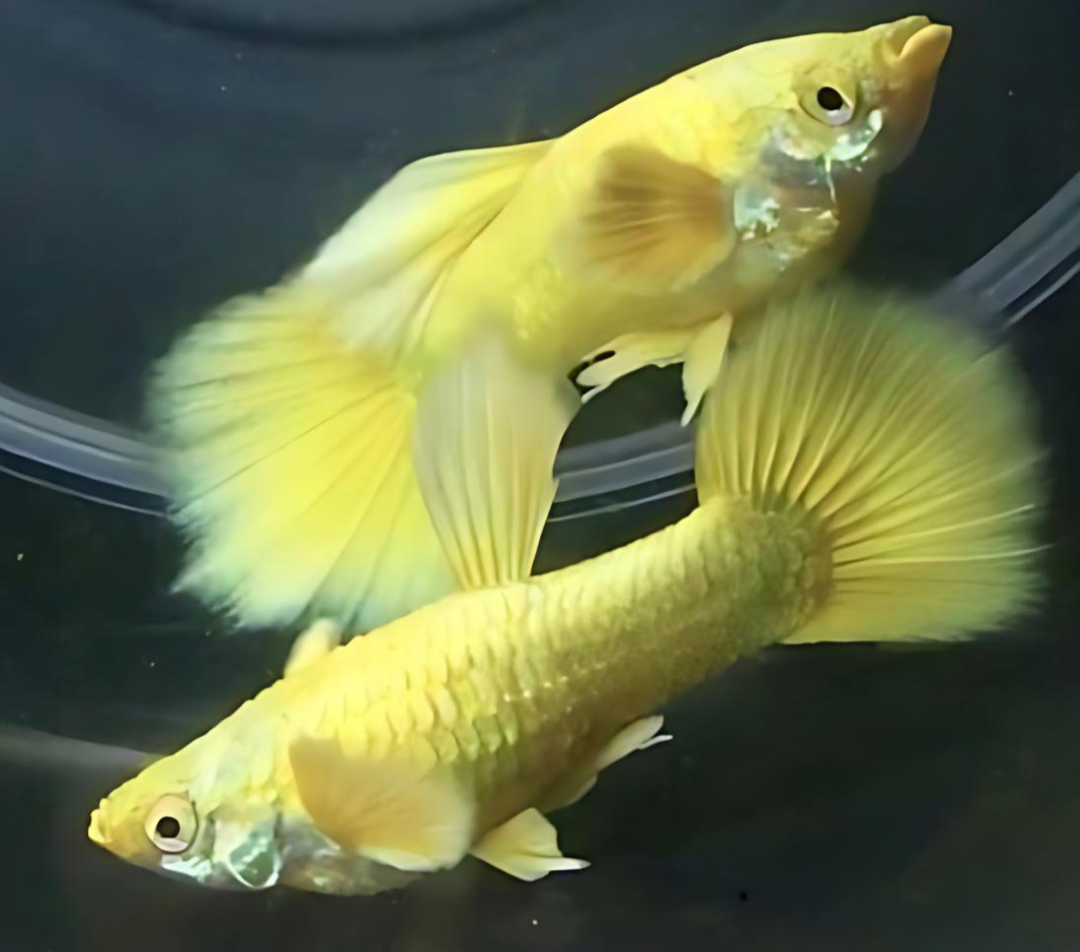 Dumbo Ear Gold Guppy