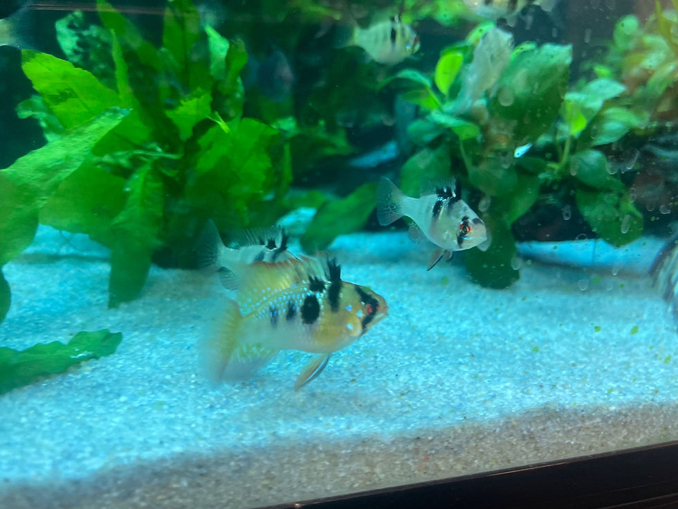 Thumbnail: German Blue Rams (Breed by KOTA)