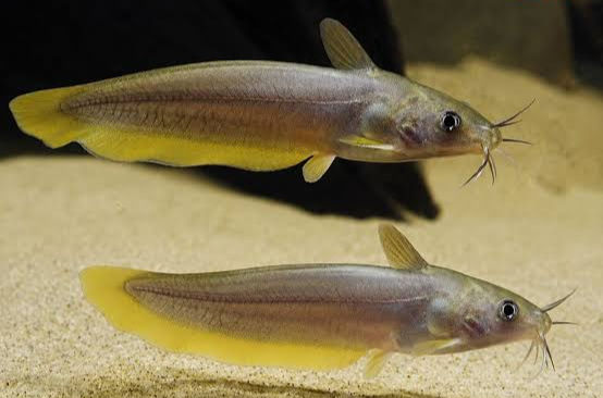 Thumbnail: Golden Eeltail Catfish (Neosilurus Hyrtlii)