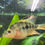 Thumbnail: Red Devil Cichlid 