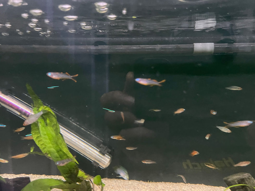 Thumbnail: Forktail Blue Eye (Pseudomugil Furcatus)