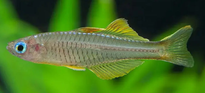 Ivantsoff Blue Eyes (Pseudomugil Ivantsoffi)