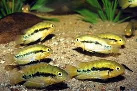 Thumbnail: Rainbow Cichlid