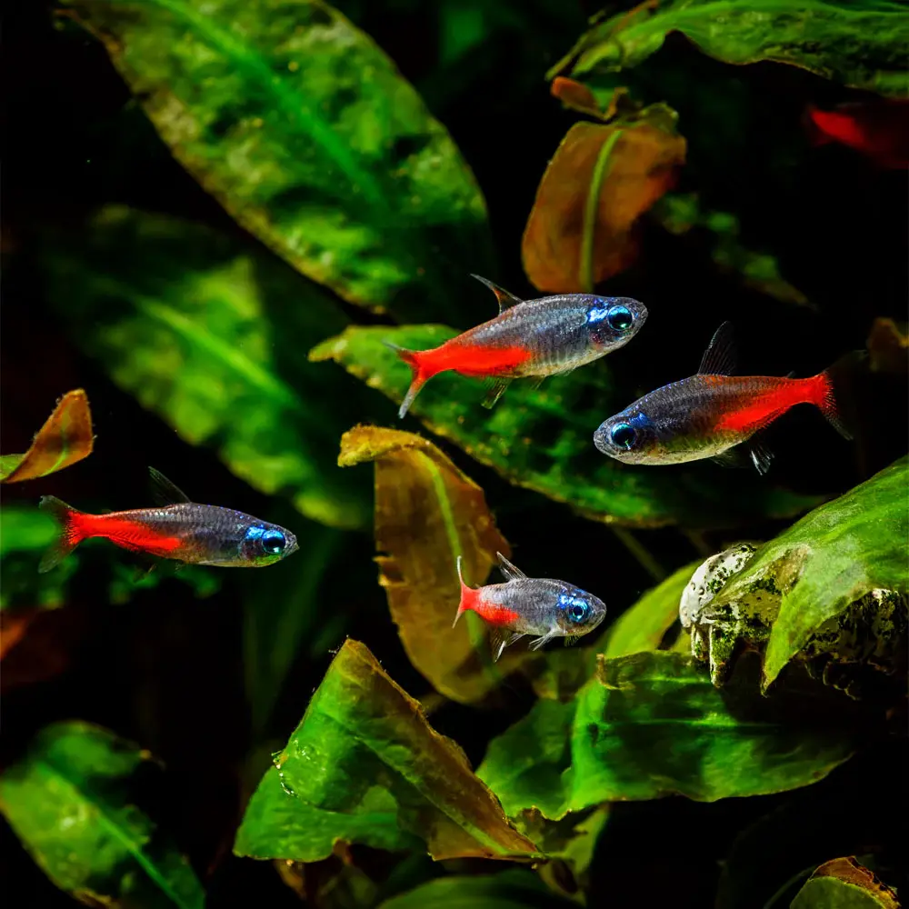Diamond Neon Tetra
