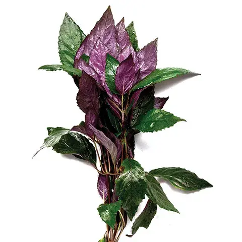 Purple Temple Plant