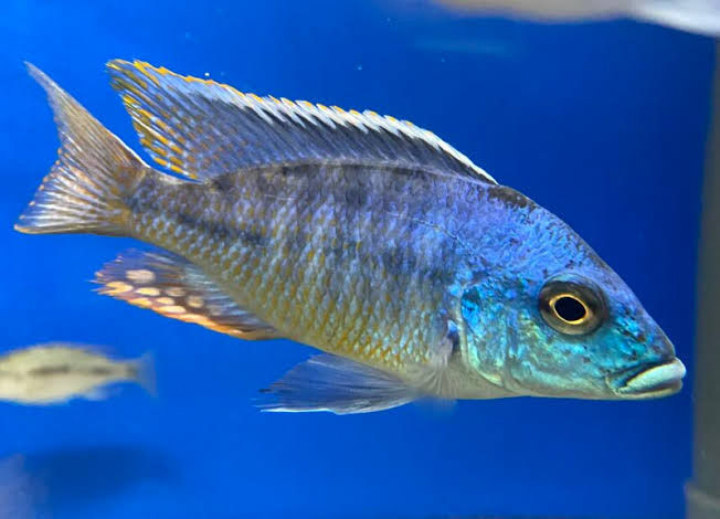 Thumbnail: Lethrinops Ltehrinus