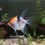 Thumbnail: Blushing Koi Angelfish