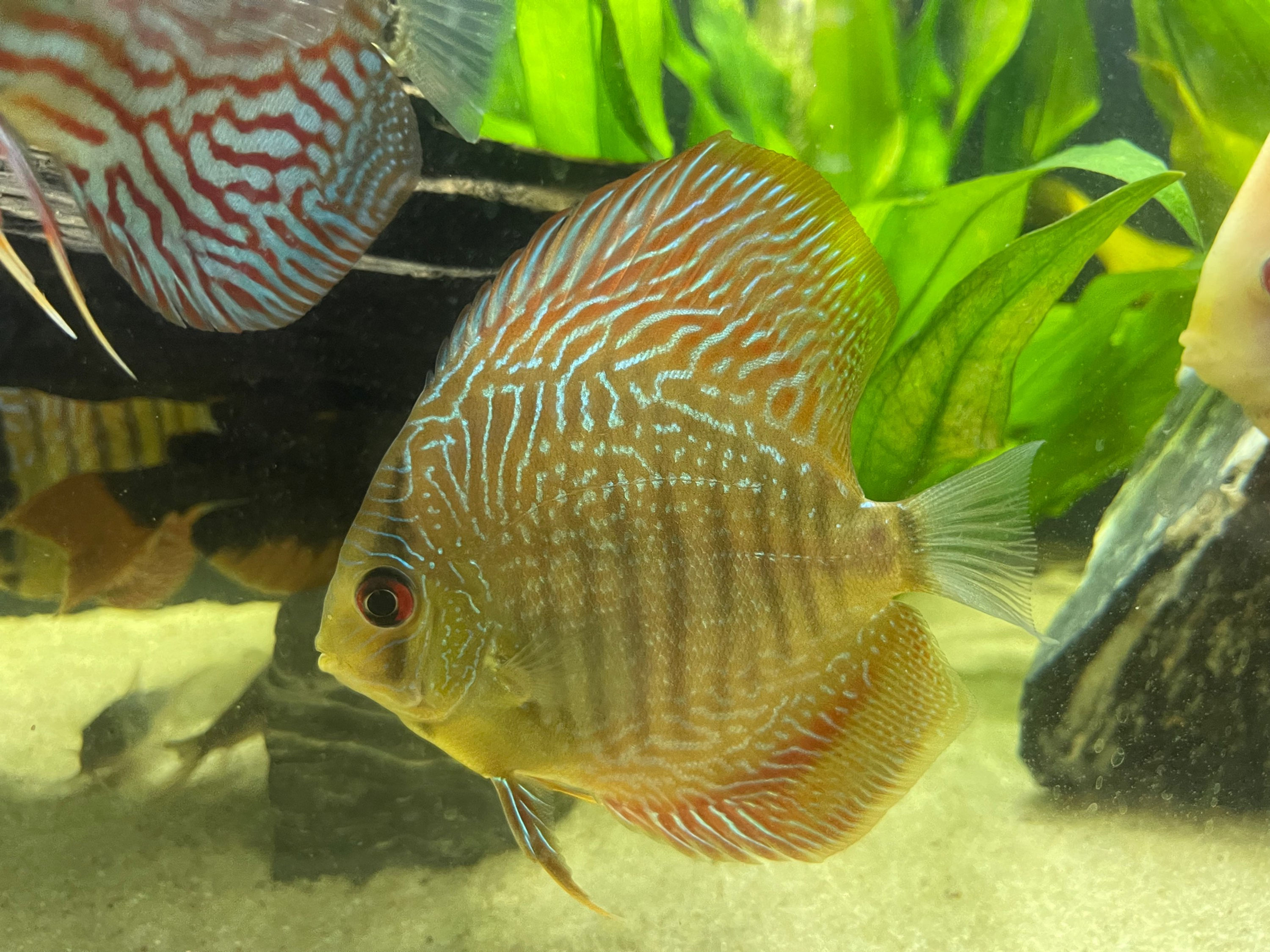 Discus - Brown/Red Snakeskin