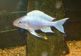Thumbnail: Ventralis Featherfin Cichlid