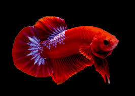 HMPK Red Hellboy Betta
