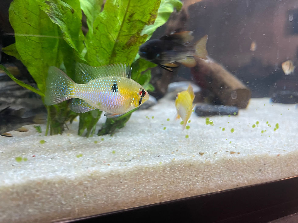 Thumbnail: Gold Ram X German Blue Ram (Breed by KOTA)