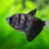 Thumbnail: Black Widow Tetra