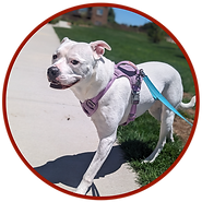 white american bulldog walking on leash in the grass. purple harness and blue leash