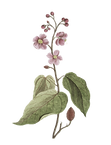 Flower.png