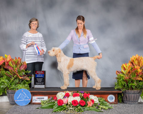 Spinoni Italiani #10 Sat BOS BOW Judge Maureen Day_SSR_4360_Hstn2019_HR3.JPG