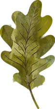 leaf-3 (2).png