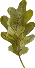 leaf-3 (2).png