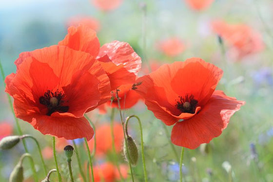 One million WW1 casualty lists online at Forces War Records
