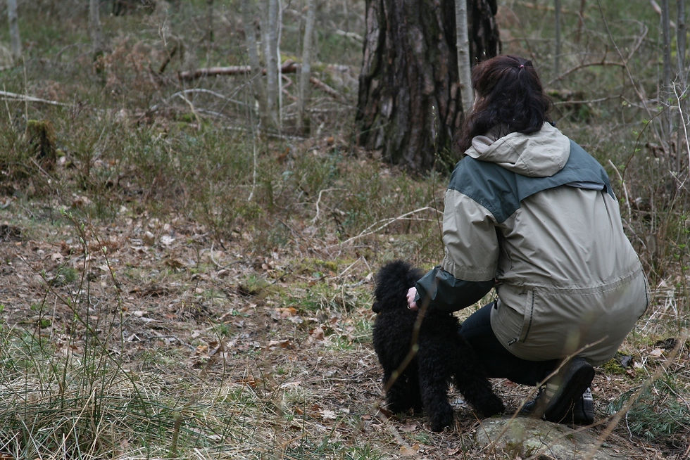 IMG_6562 (1000x667).jpg