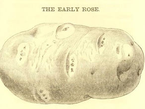 The Early Rose Potato