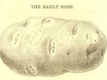 The Early Rose Potato