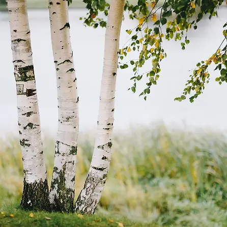 birch tree