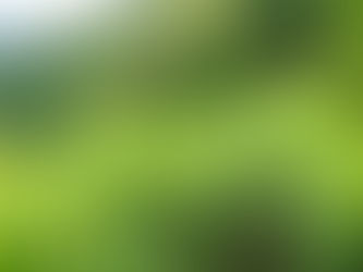 お茶づくり体験