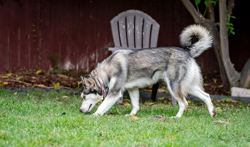 The Perks of NoseWork